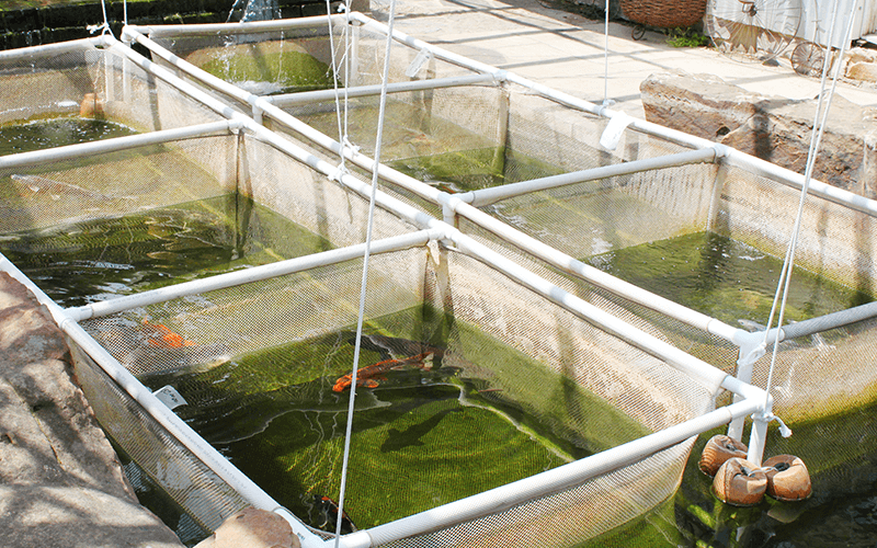 Aquaculture netting, seeding netting, mollusk protection netting, snail farming, fish farming