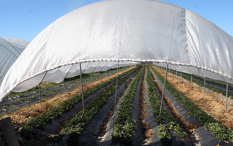 Mixed net, mixed net, polytunnel covering nets. Coverage of macro tunnels