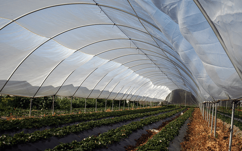 Mixed net, mixed net, polytunnel covering nets. Coverage of macro tunnels