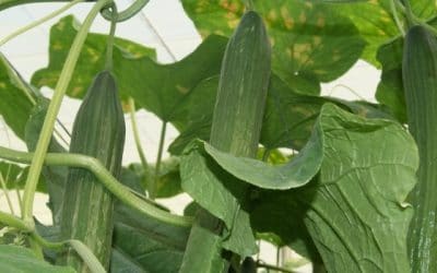 Diseñan una aplicación que identifica enfermedades hortícolas