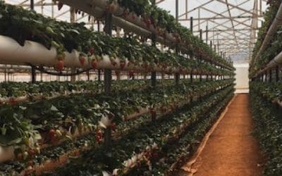 Diseñan sistema con lámparas LED para incrementar la producción de fresa en invernadero