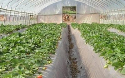 Dan nuevas soluciones en el manejo de los cultivos de invernadero frente al cambio climático