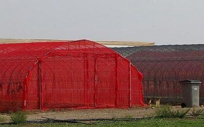 El IMIDA estudia nuevas mallas de sombreo fotoselectivas en cultivos hortícolas