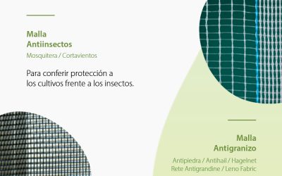 EVITAR LA POLINIZACIÓN CRUZADA Y MEJORAR LA PRODUCCIÓN DEL FRUTO
