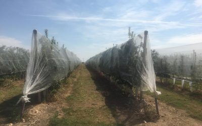 Todo lo que necesitas saber sobre las mallas antigranizo: definición, beneficios e instalación