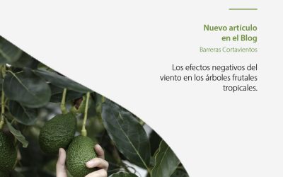 Los efectos negativos del viento en los árboles frutales tropicales