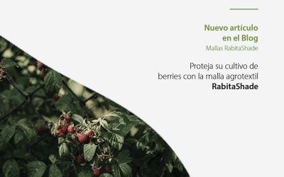 Cómo mejorar la producción del cultivo de berries