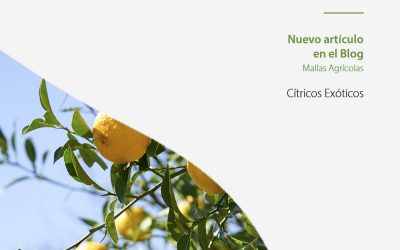 Descubriendo los cítricos exóticos