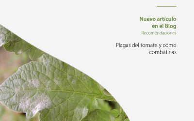 Cuáles son las principales plagas del tomate
