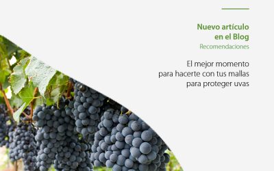 Deja de preocuparte por la salud de tus viñedos con nuestra malla para proteger uvas