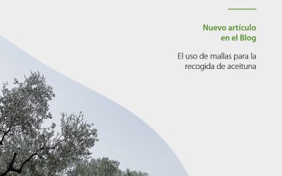Métodos de recogida de aceituna