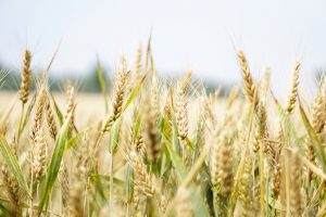  cultivos con más rentabilidad en España_cereal