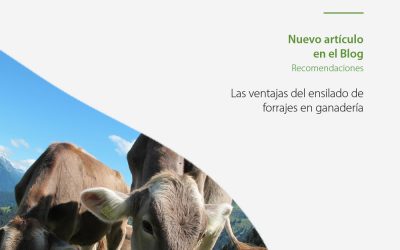 RabitaSilage: Las ventajas del ensilado de forrajes en ganadería