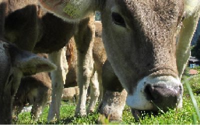 RabitaSilage: Las ventajas del ensilado de forrajes en ganadería