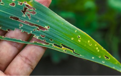 5 consejos para controlar las plagas típicas del comienzo de la primavera en tu huerto