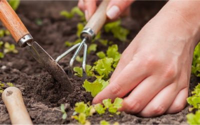 ¿En qué consiste la agricultura regenerativa?
