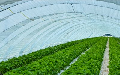 Mallas agrícolas para un mayor control de plagas y protección de los cultivos
