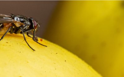 Cómo prevenir que la mosca de la fruta ataque tu cultivo