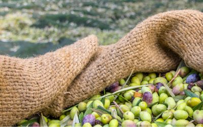 Les meilleures capes pour la récolte des olives