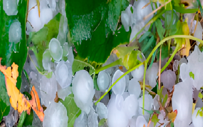Anti-hail netting, indispensable in fruit growing