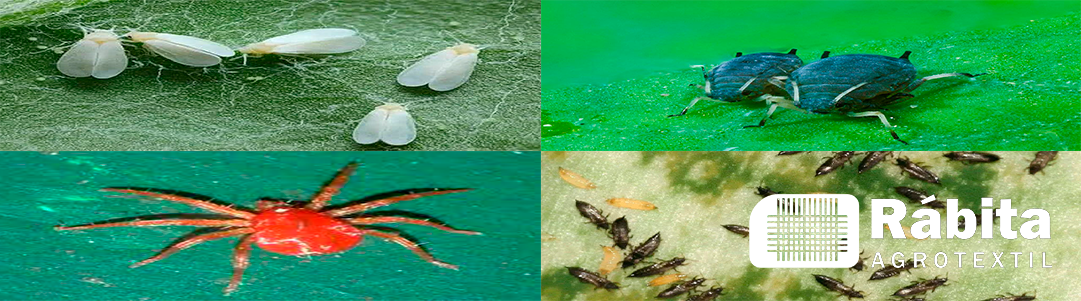 diferentes-tipos-de-insectos uso antiinsectos
